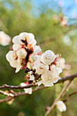 Apricot blossoms on tree