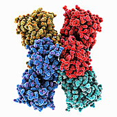 Glyoxylate reductase from Acetobacter, molecular model