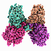 Yellow fever virus non-struct. protein 1, molecular model