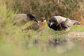 Great spotted cuckoo and hooded crow