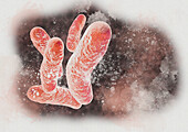 Mitochondria, illustration