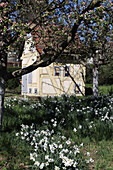 Fachwerkhaus im Obstgarten, umgeben von blühenden Narzissen