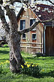 Blossoming cherry tree in front of a wooden hut in the spring garden