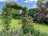 Blühender Rosenbogen im Garten im Mai