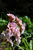 Rosa Bergenie (Bergenia) im sonnigen Gartenbeet