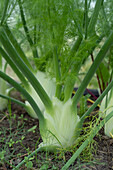 Fenchel (Foeniculum vulgare) im Selbstversorgergarten im Juni