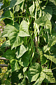 Stangenbohnen (Phaseolus vulgaris) an Bambusstangen im Sommergarten