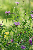 Blooming meadow knapweed in a summer field