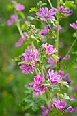 Mauretanische Malve (Malva sylvestris subsp. mauritiana) blühend im Garten