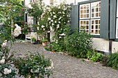 Idyllischer Innenhof mit blühenden Ramblerrosen und Sitzbank