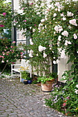 Weiße Ramblerrosen (Rosa) neben Bank im gepflasterten Innenhof