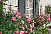 Rosenstöcke (Rosa) vor charmantem Altstadthaus im Innenhof