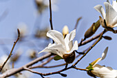 White magnolia blossom (Magnolia) in the spring park against a blue sky