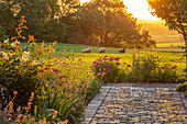 Garten mit Eisenkraut (Verbena bonariensis) und Fetthenne (Sedum) 'Herbstfreude' bei Sonnenuntergang