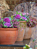 Blumentöpfe mit Zierkohl 'Nagoya Rose', Alpenveilchen  (Cyclamen) und Purpurglöckchen (Heuchera) im winterlichen Garten