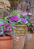 Ornamental-Kohl, Alpenveilchen und Pernettya im Terrakottatopf