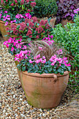 Alpenveilchen (Cyclamen) und Japanische Skimmie (Skimmia japonica) im Terrakottatopf auf Kiesweg