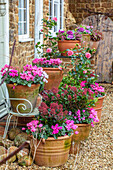 Terrakotta-Töpfe mit Alpenveilchen (Cyclamen), Zierkohl und Kamelien im Vorgarten