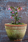 Christrose (Helleborus) 'Sally's Shell' im Terrakottatopf