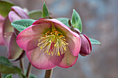 Nahaufnahme von Nieswurz (Helleborus) 'Sally's Shell' mit rosa Blüten
