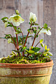 Christrose (Helleborus) 'Molly's White' im Tontopf