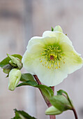 Christrose (Helleborus) 'Molly's White' in voller Blüte im Frühling