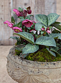 Christrose (Helleborus) 'Dorothy's Dawn'