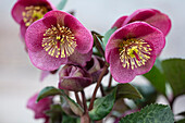 Christrose (Helleborus) 'Dorothy's Dawn'