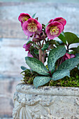Christrose (Helleborus) 'Dorothy's Dawn' im steinernen Pflanzgefäß