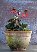 Christrose (Helleborus 'Penny's Pink') im Terrakottatopf