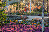 Wintergarten mit violetten Heidekrautpflanzen und Birken in Wakehurst, Sussex