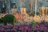 Winterlicher Garten mit lila Heidekraut und Himalaya-Birken
