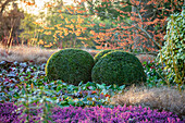 Wintergarten mit Buchsbaumkugelnkugeln, lilafarbenen Erika und Zaubernuss im Januar