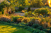 Weiße Metallbank und Formschnitt Buchsbaumsäule im Garten mit Dahlien in der Abendsonne