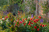 Spätsommerlicher Garten mit Dahlien (Dahlia 'Taratahi Ruby') und Rittersporn (Delphinium) im Abendlicht an Backsteinmauer