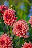 Dahlie (Dahlia 'American Dawn') mit korallfarbenen Blüten im Spätsommergarten