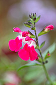 Zweifarbige Blüten des Salbeis (Salvia 'Pink Lips') im Fokus