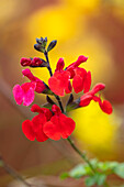 Salbei mit dunkelroten und pinkfarbenen Blüten (Salvia × jamensis 'Royal Bumble')