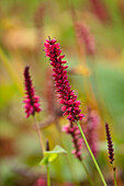 Kerzen-Knöterich (Persicaria amplexicaulis 'Fat Domino') in voller Blüte