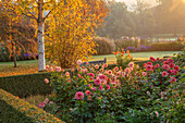 Dahlien 'Preference' und 'American Dream' im herbstlichen Garten
