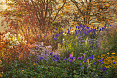 Herbstlicher Staudengarten mit Eisenhut (Aconitum) und Astern in Oxfordshire