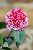 Kamelie (Camellia japonica) 'Volunteer' in voller Blüte