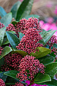 Skimmie (Skimmia japonica) 'Delibolwi Delight' mit pinken Blütenknospen im winterlichen Garten