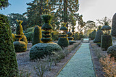 Verschneiter Gartenpfad zwischen kunstvoll geschnittenen Eiben im Winter