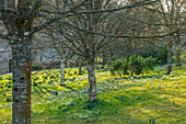Schneeglöckchen (Galanthus) im Februar auf Wiese