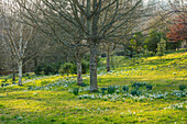 Schneeglöckchen (Galanthus) im Februar auf Wiese