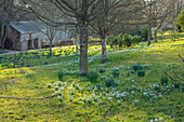 Schneeglöckchen (Galanthus) im Februar auf Wiese