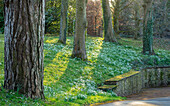 Schneeglöckchen (Galanthus) auf Wiese im englischen Garten im Februar