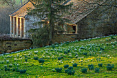 Schneeglöckchen (Galanthus) auf Wiese vor Steinhaus im Februar