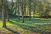 Schneeglöckchen (Galanthus) im Naturgarten in Gloucestershire, Februar